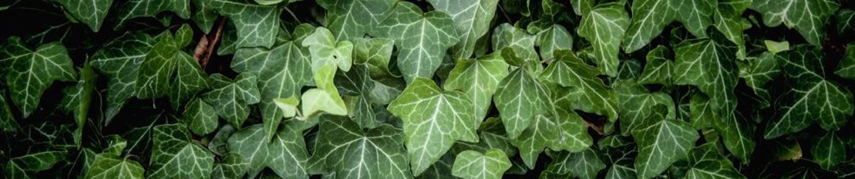 Poison Ivy
