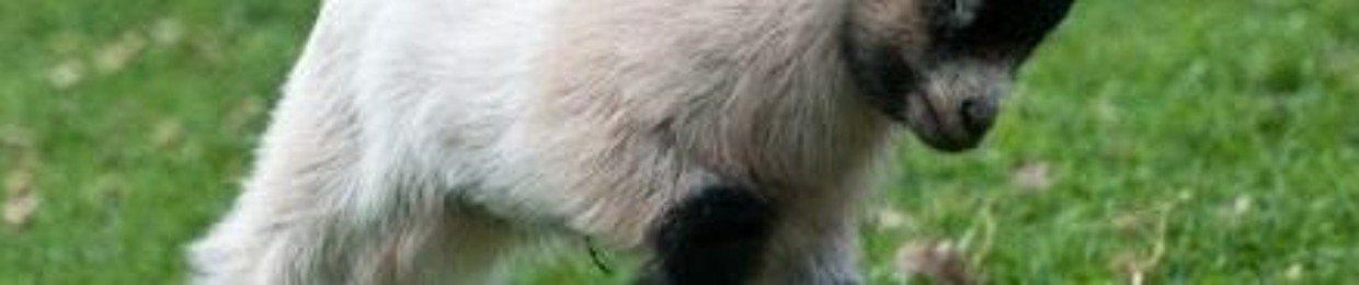 BabyGoatFl