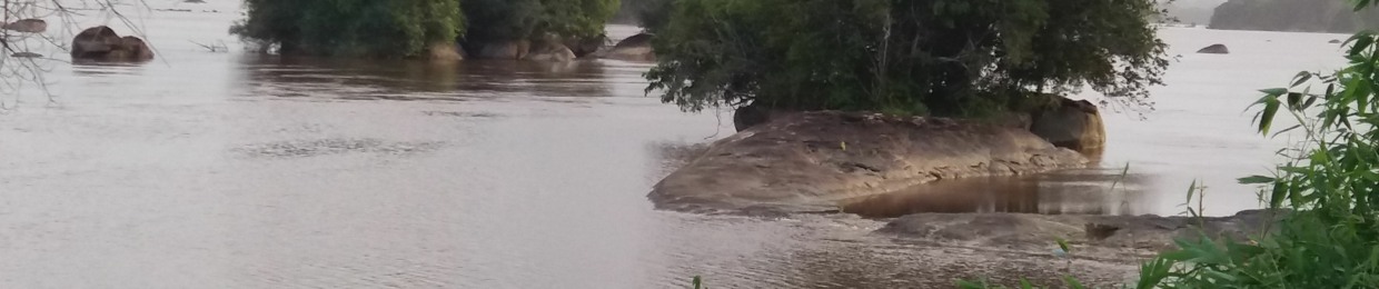 Kidd of the KING 👑