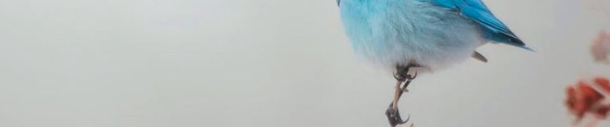 Indigo Bird