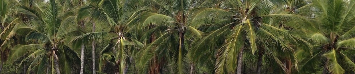 The Dawn Patrol Echo Chamber