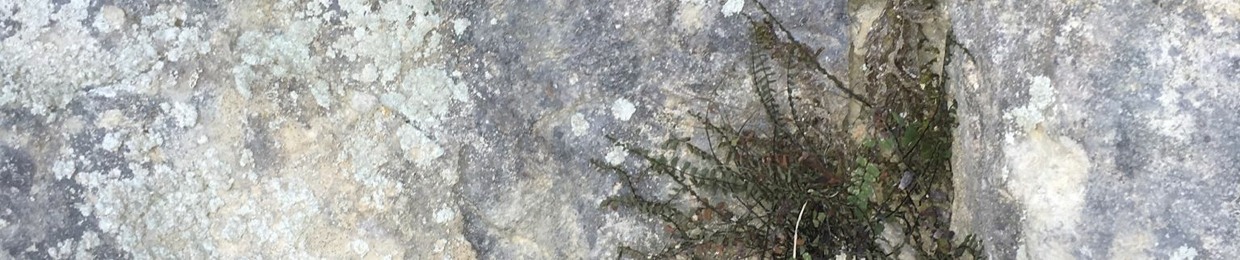 juniper1