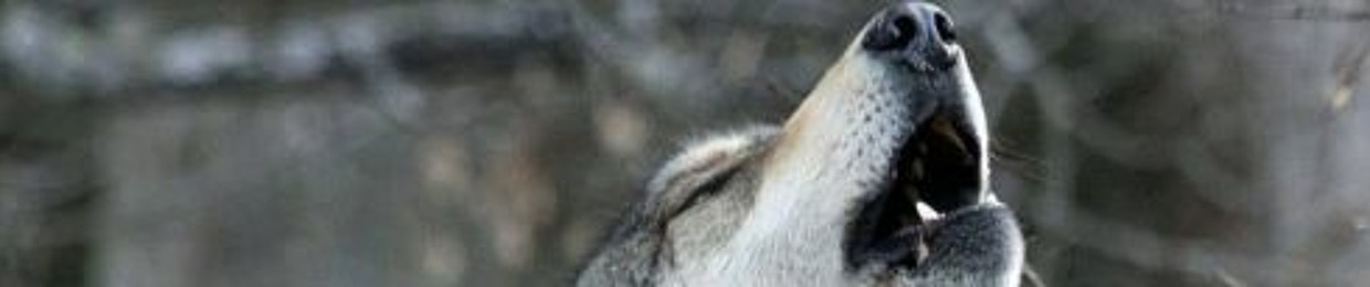 Wolfo boi0