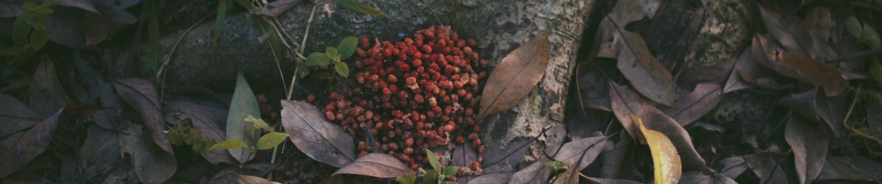 Orions From The Woods
