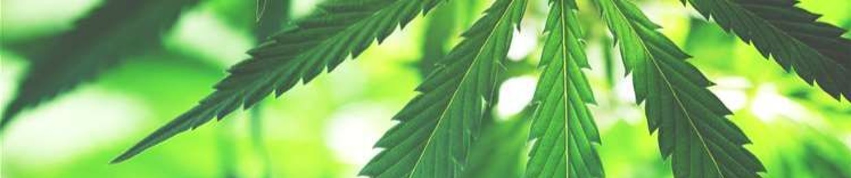 Marijuana Retail Report