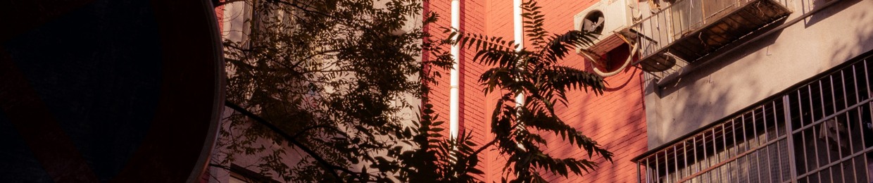 Palm Tree In Nowhere