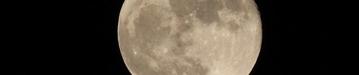 a Gamble in the Litter