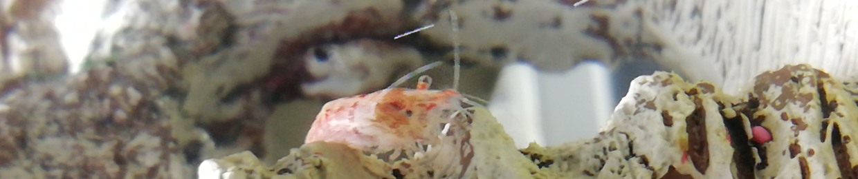 Litty Shrimp