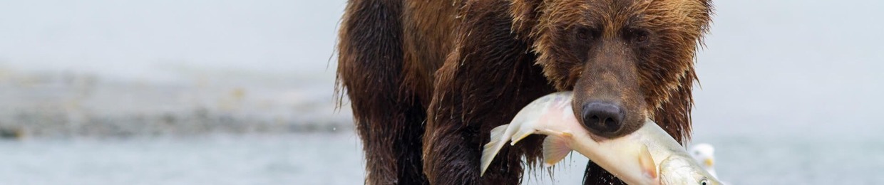 Grizzlybro258