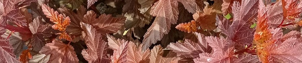 Ninebark