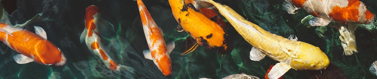 Gabriel Koi