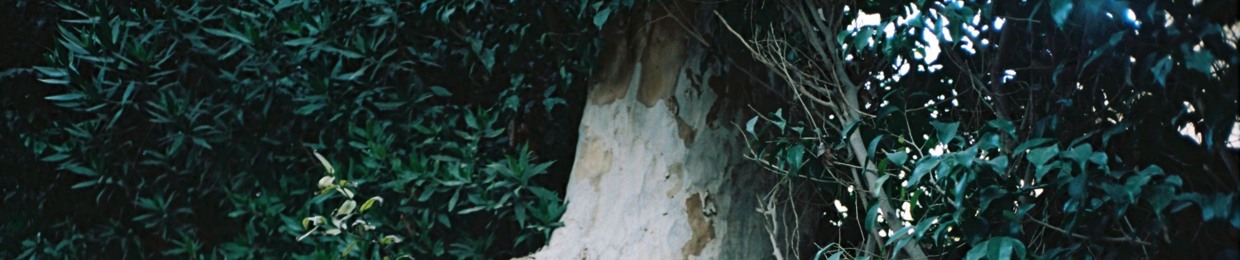 Mehdi M