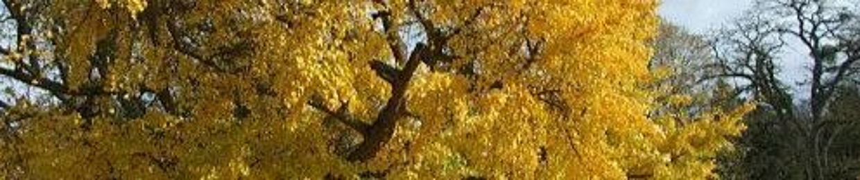 Ginko