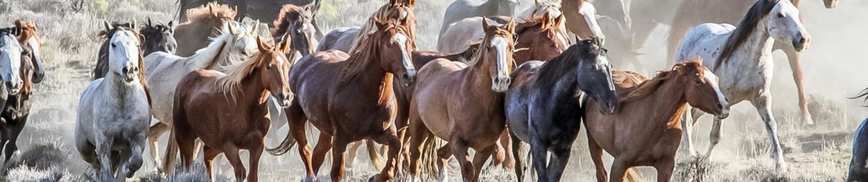 Wild Horses Media