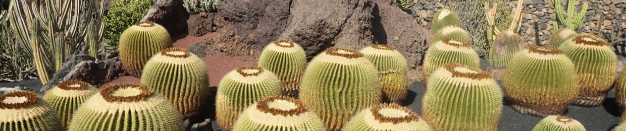 Luminous Cactus Radio
