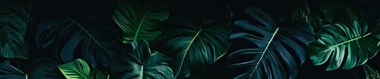 𝘞𝘈𝘋𝘌.