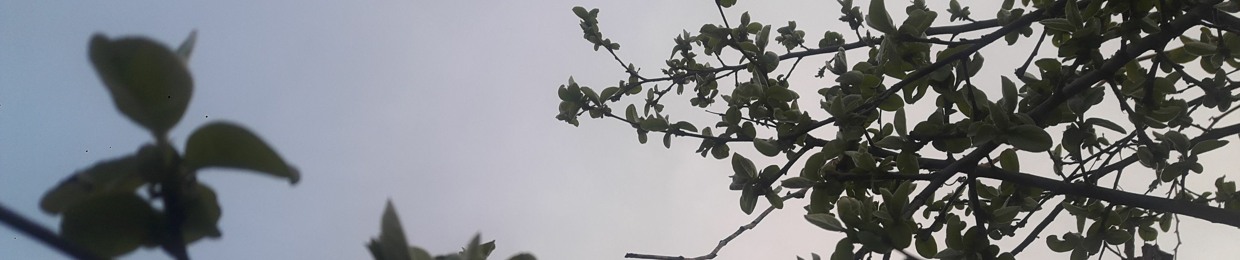 sureyya dalgin