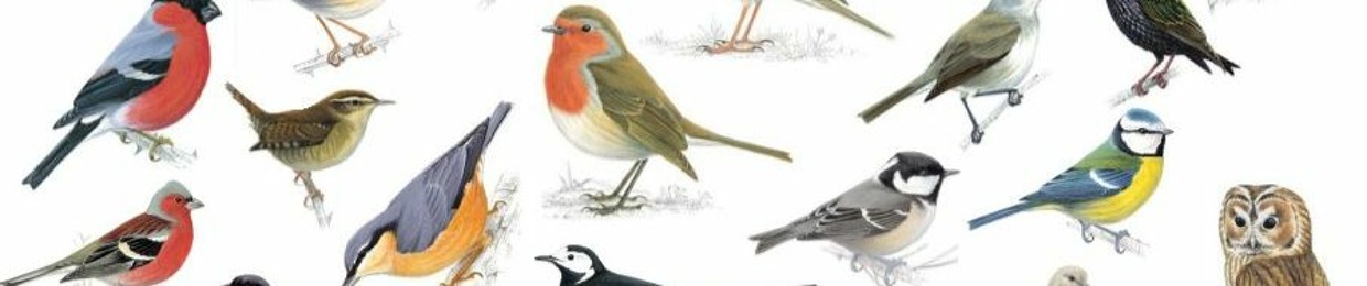 Scarlett of the Fae: Virtual Dawn Chorus