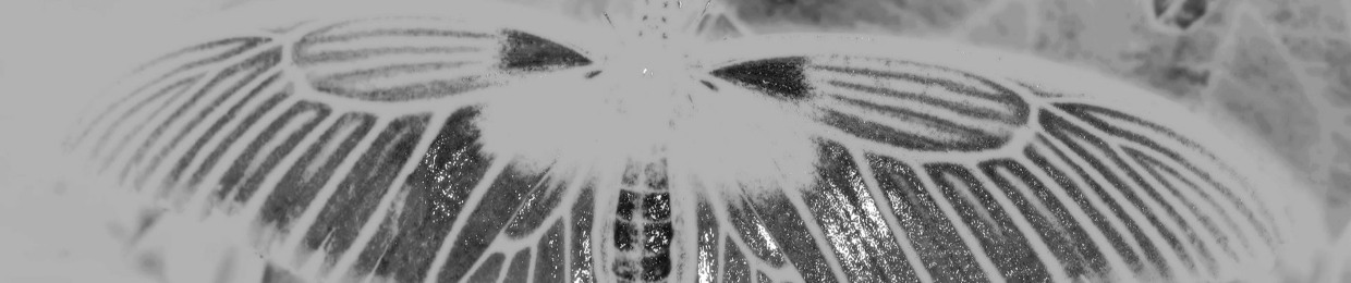 Obsidian Moth