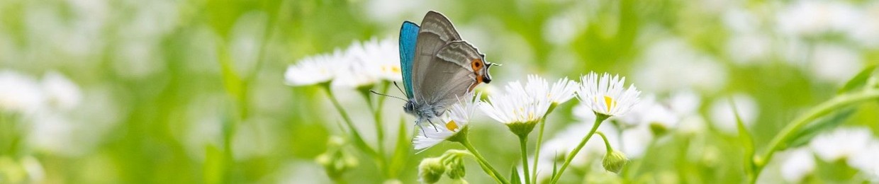 Zephyr (Jpn)