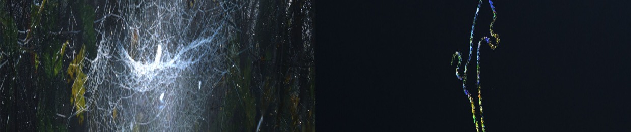808illusion