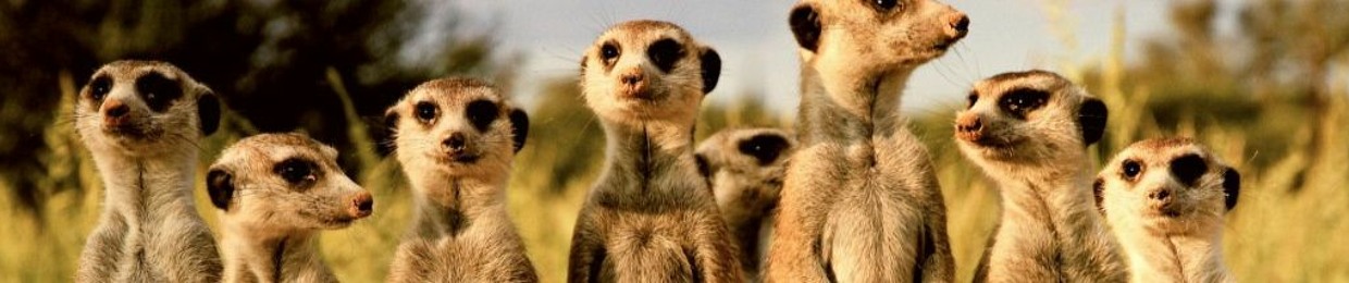 Meercat