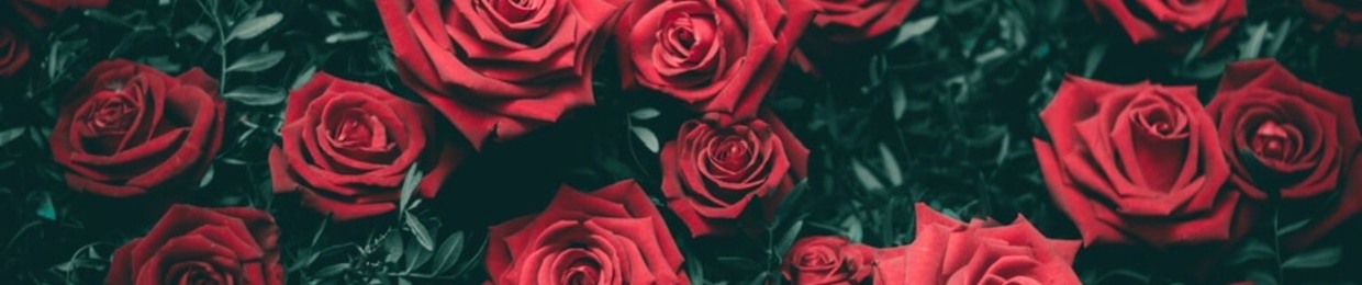 Valentines Roses 🌹