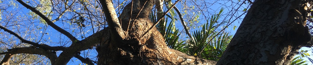 Elmo the elm tree