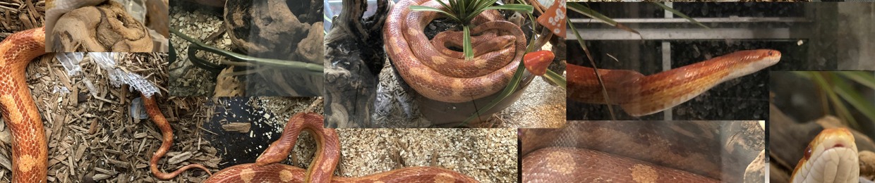 Instant Snek