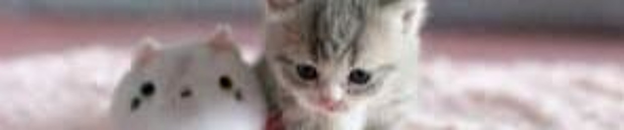 Kittycat01