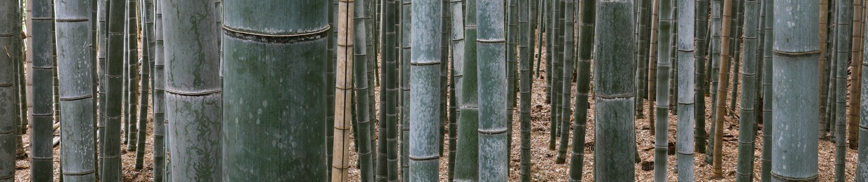 The Bamboo Radicals