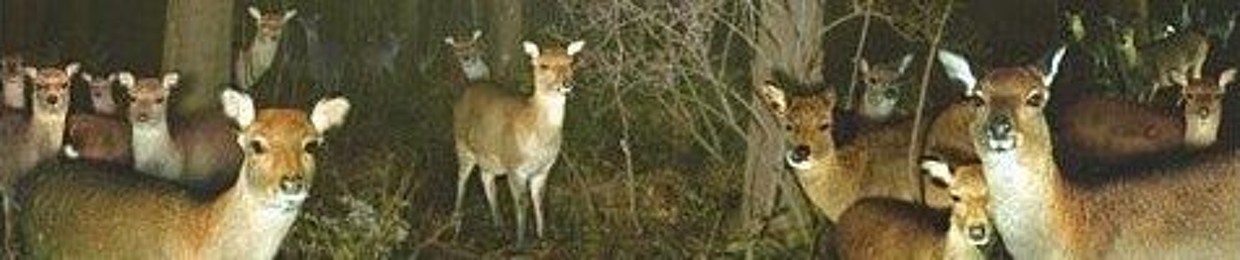 doe.