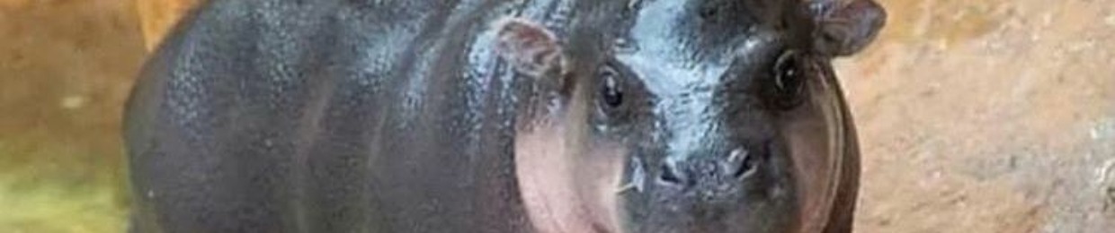 Barry G m Detulleo1971