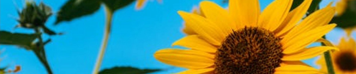 scottie c u busse1981