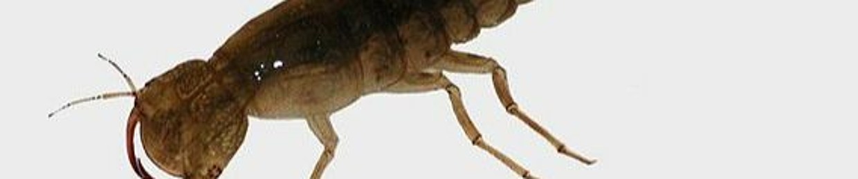 A Mantis On Shrooms