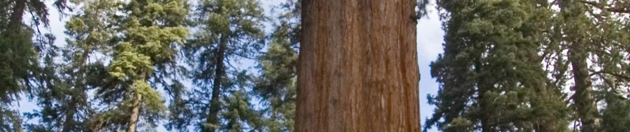 James Sequoia