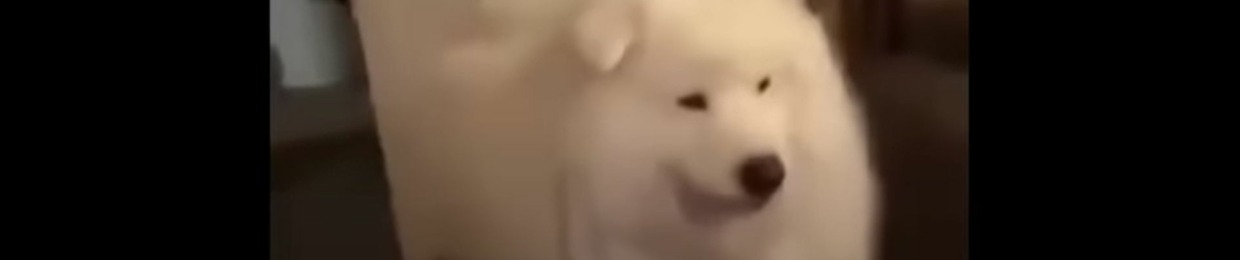 FoxxKidd