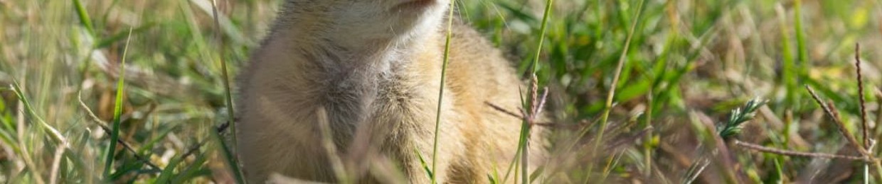 IEatRats