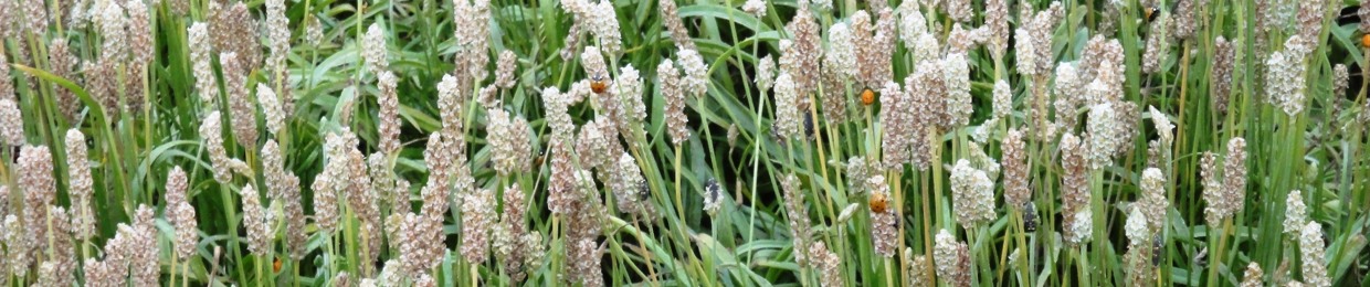 Psyllium