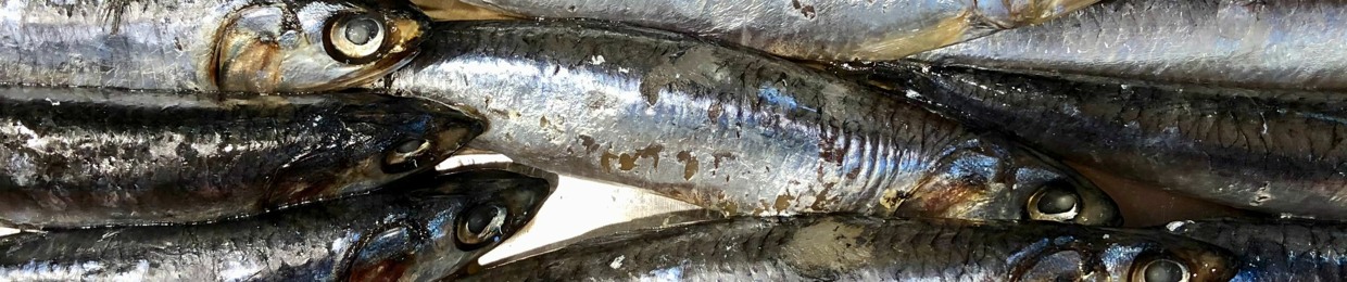 ANCHOVEE