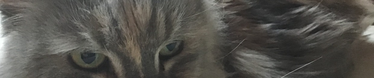 Angel the wolf