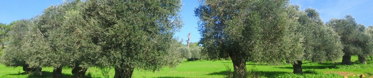 olivetrees