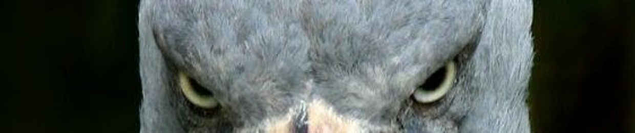 Methylphenidate Mongrel