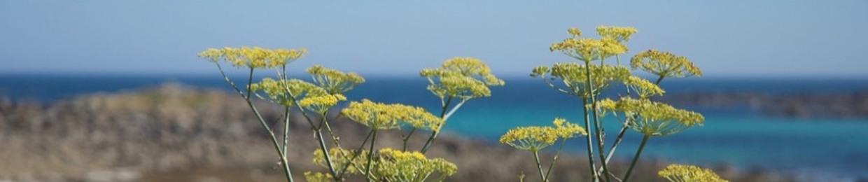 Wild Fennel