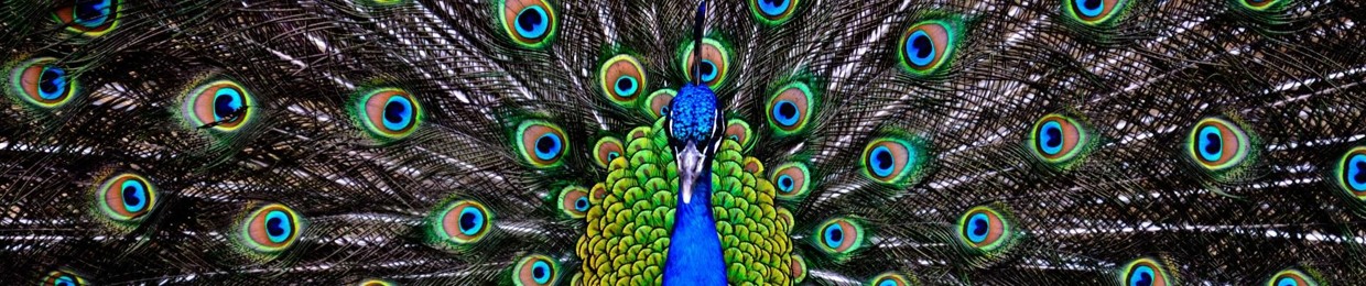 peacockfalcon