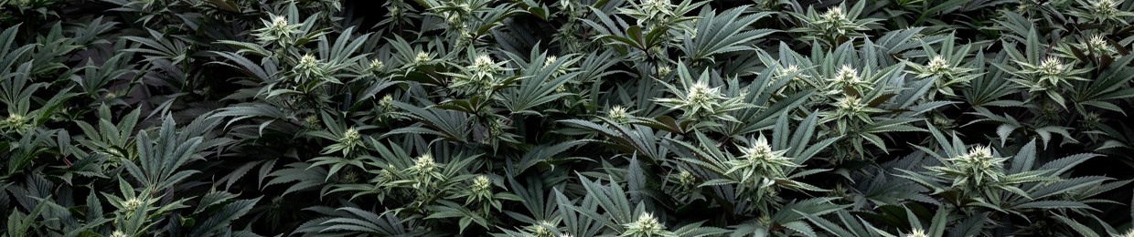 Sweetgrass Cannabis