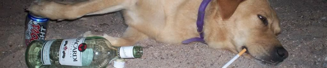 🐾Ď𝒾ᵍ𝕚ᵗ𝐚Ĺ đόgŞ🐾