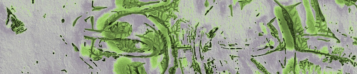 tesa