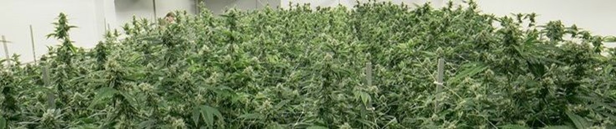 jonkokamerplant