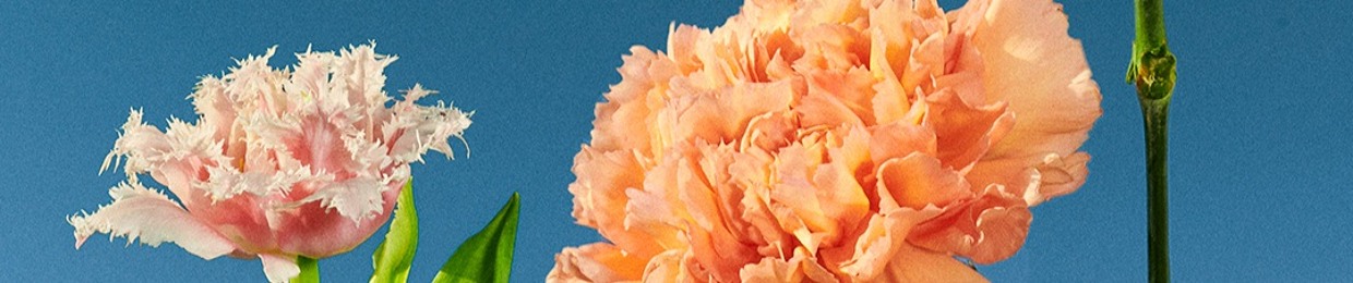 Fleur De Mur